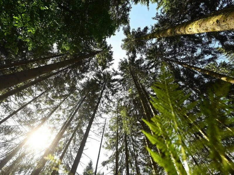 Nationalpark Schwarzwald