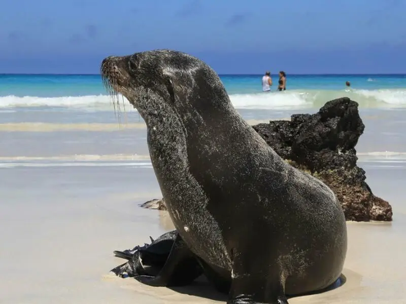Galápagos Seelöwen