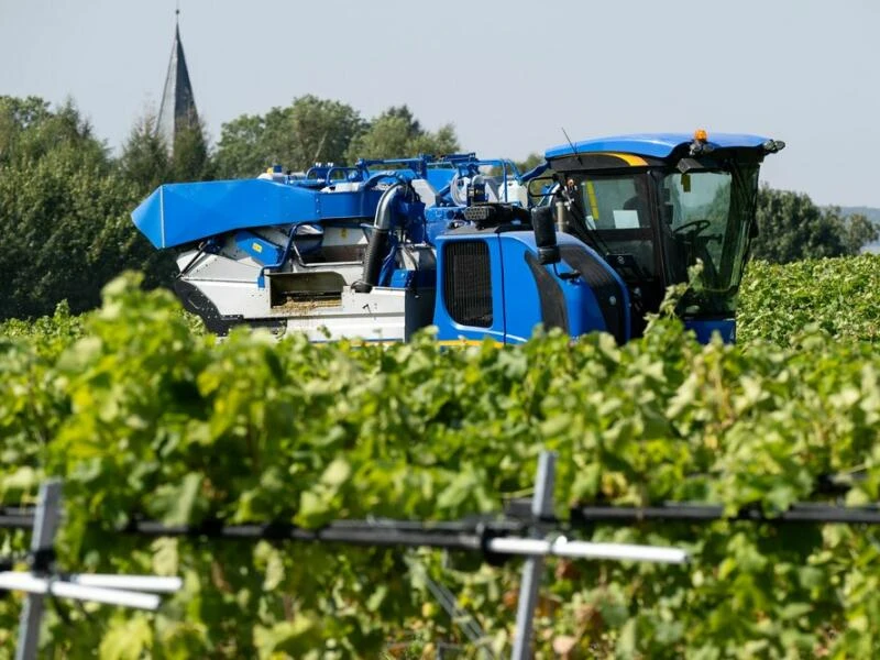 Start der Weinlese in Rattey