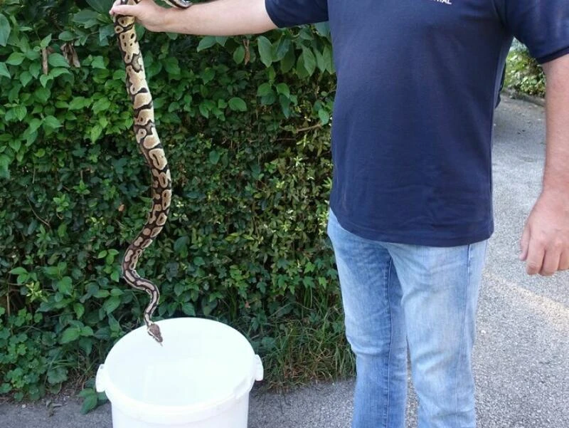 Exotische Schlange in Kärnten gefunden