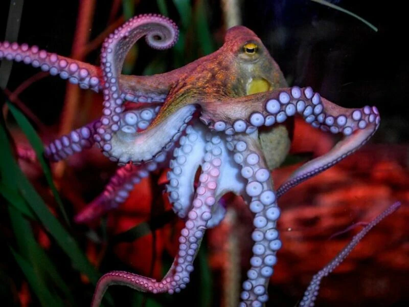 Oktopus