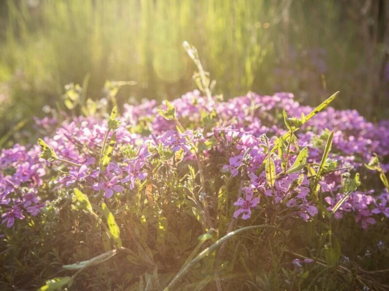 Polsterphlox