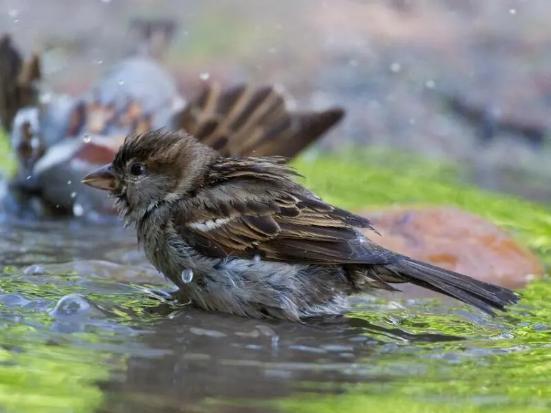 Spatzen baden im Wasser