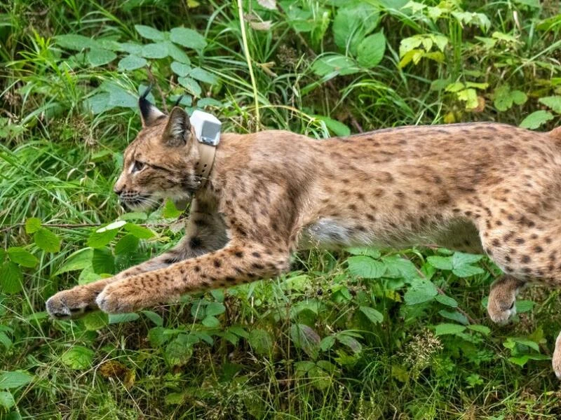 Luchs Anton