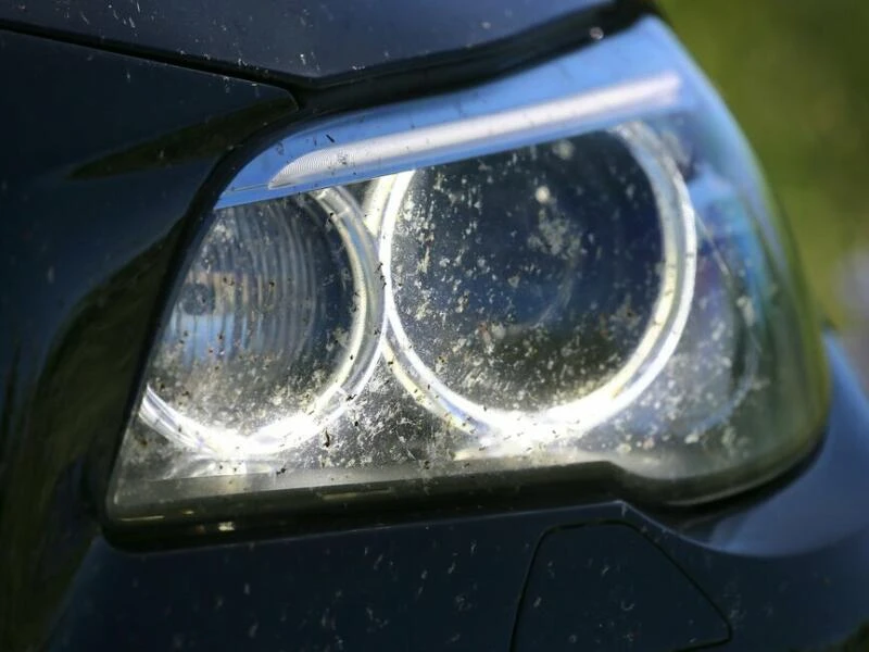 Tote Insekten an Autoscheinwerfer