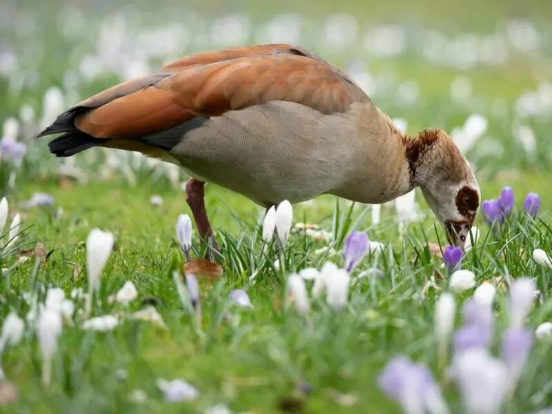 Nilgans im Krokusbeet