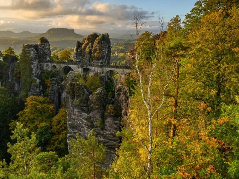 Waldwildnis in Sachsen