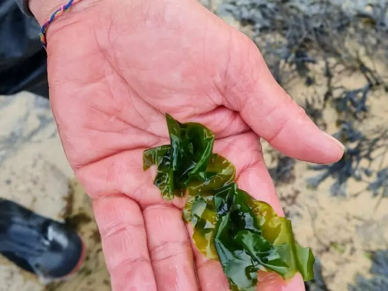 Frischer Meeressalat (Ulva lactuca)