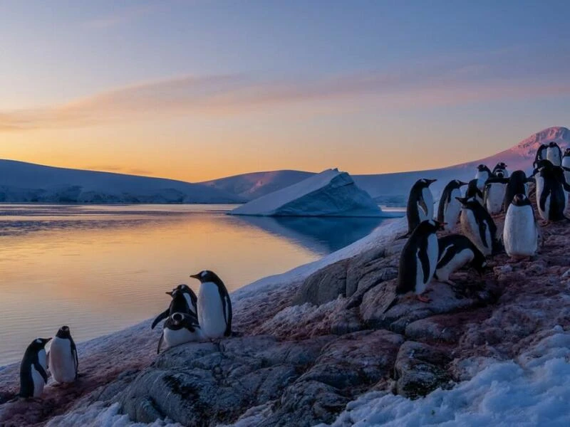 Pinguine zählen in der Antarktis