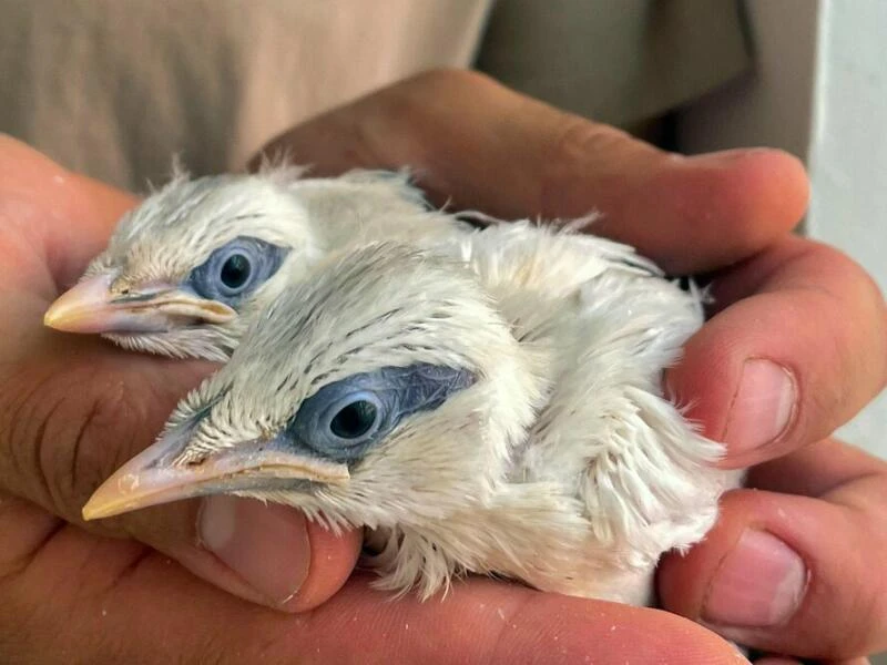 Seltener Vogel-Nachwuchs im Heidelberger Zoo