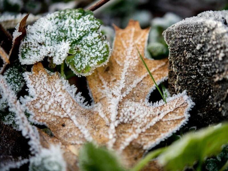 Herbstlaub den Pflanzen zurückgeben