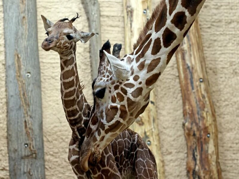 Giraffenbaby im Zoo Karlsruhe geboren