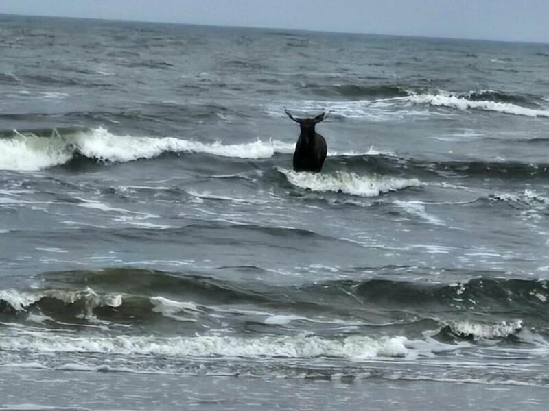 Elch steht in der Ostsee nahe Ahlbeck