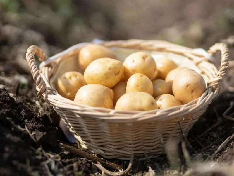 Kartoffelernte in Thüringen