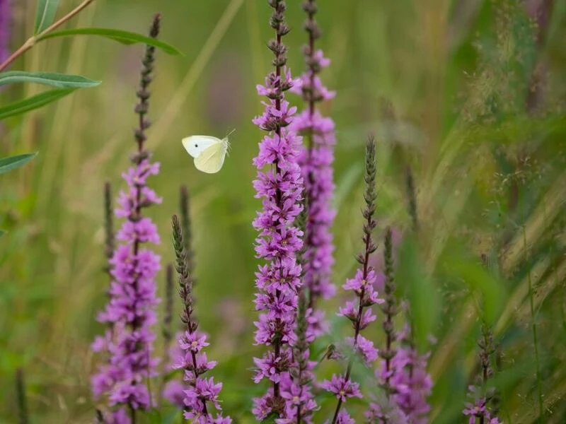 Kohlweißling fliegt an einem Blutweiderich (Lythrum salicaria)