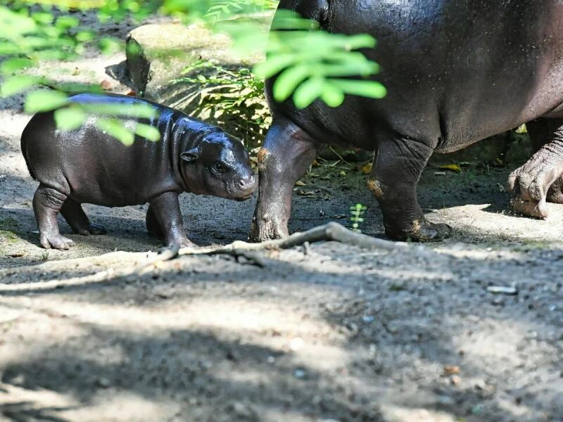 Mini-Hippo im Berliner Zoo zeigt sich der Öffentlichkeit