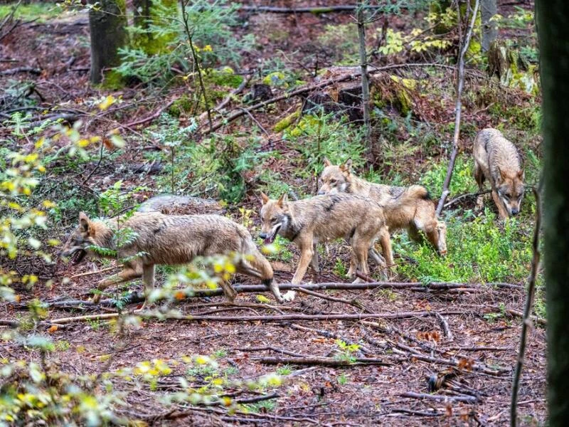 Wölfe im Nationalparkzentrum Falkenstein