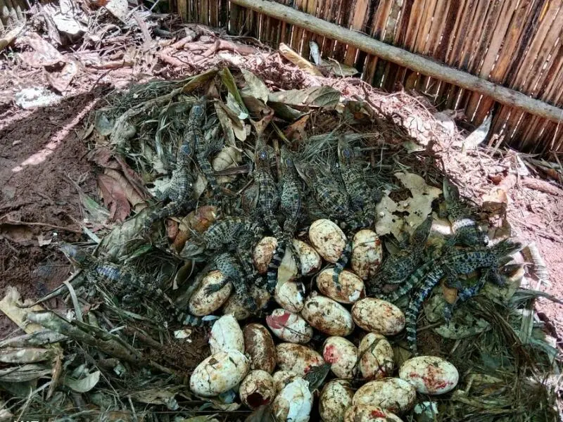 Eier seltener Krokodile in Kambodscha entdeckt