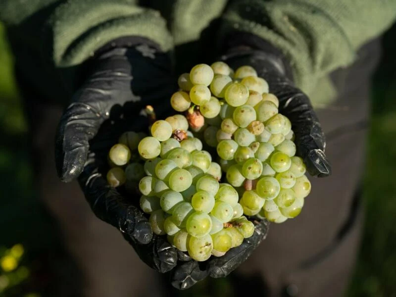 Start der Weinlese - Sachsen