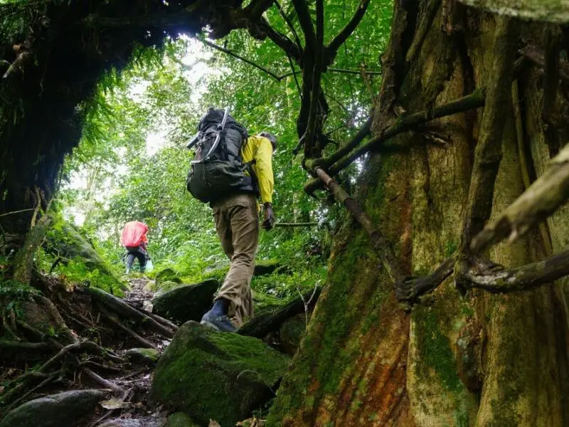 Wanderer im Regenwald von Uganda