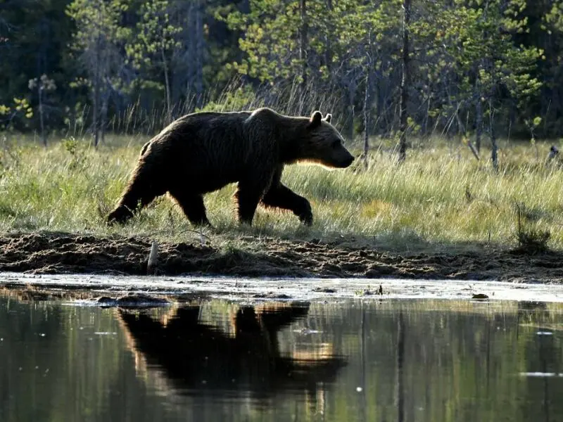 Bärenjagd in Schweden beginnt