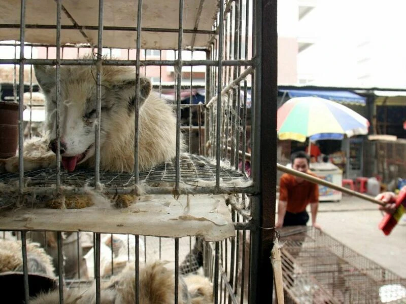 Marderhunde in China