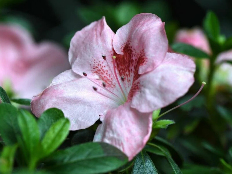 Zimmer-Azalee (Rhododendron simsii)