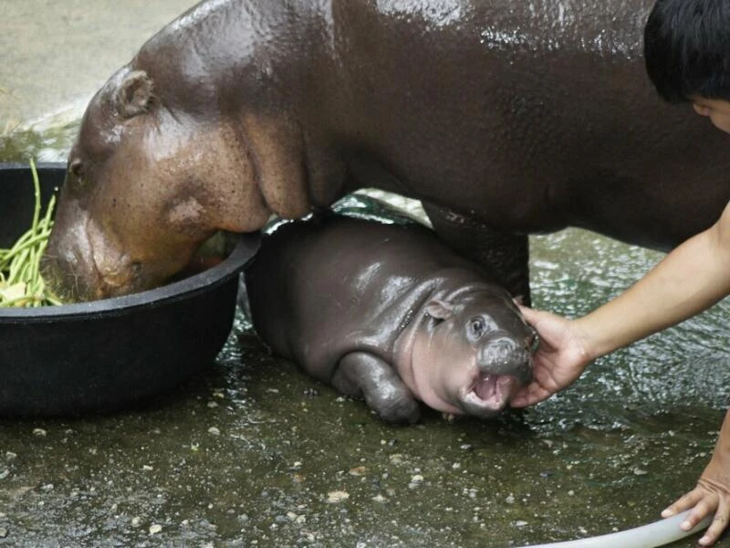 Zwergflusspferd Moo Deng in Thailand