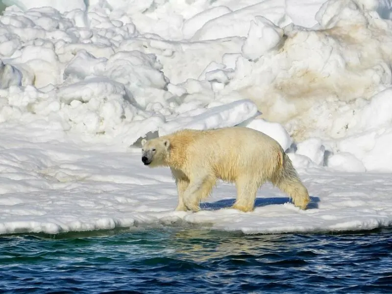 Eisbär in Alaska