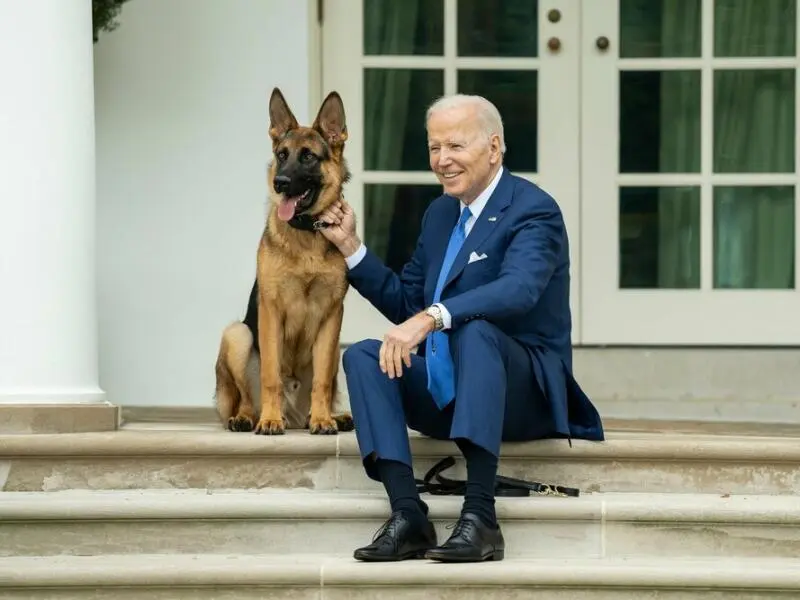 Schäferhund des amerikanischen Präsidenten