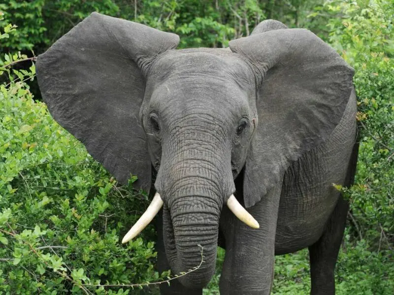 Afrikanischer Elefant