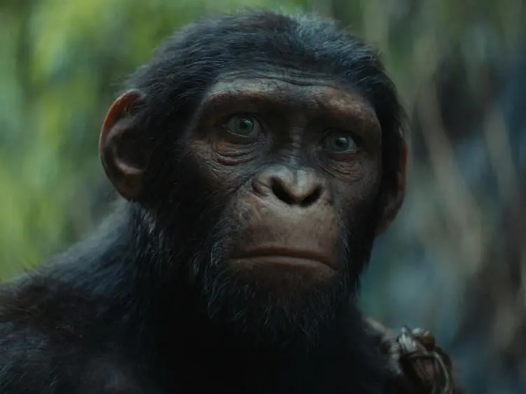 Planet der Affen: New Kingdom – Das musst Du über den Film wissen
