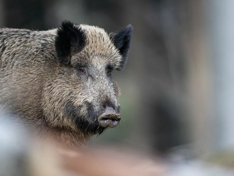 In Hessen wurde wieder mehr Wild erlegt