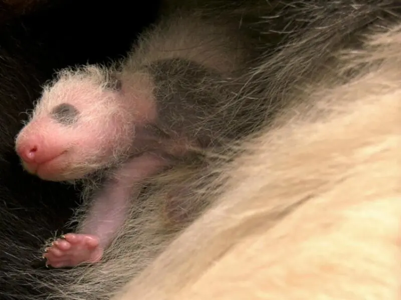 Panda-Nachwuchs im Zoo