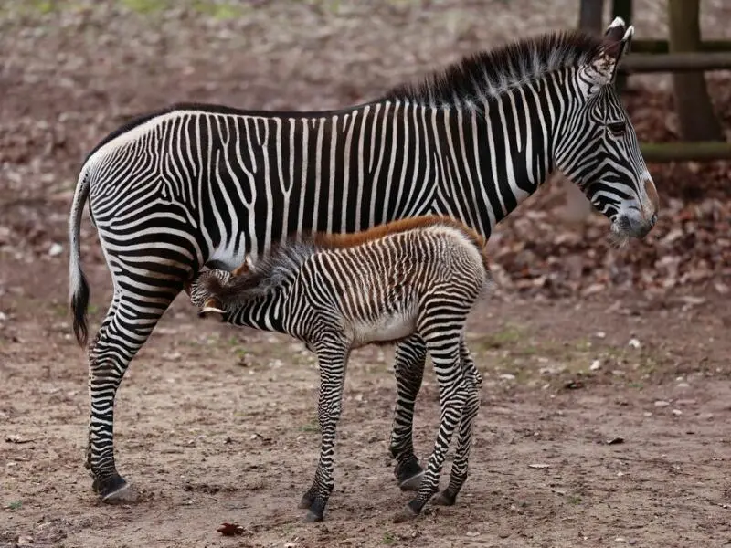 Nachwuchs bei den Zebras im Tiergarten Nürnberg