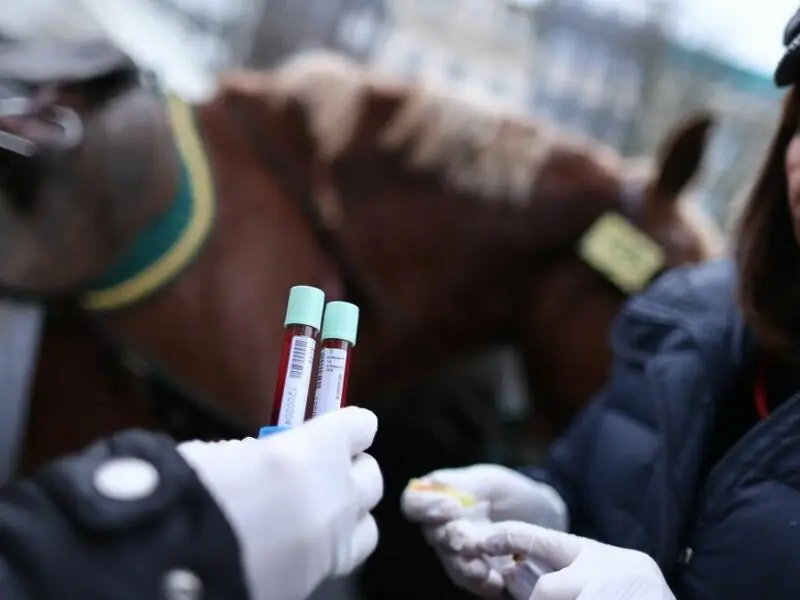 Nach Rosenmontagszug: Blutproben von drei Pferden auffällig