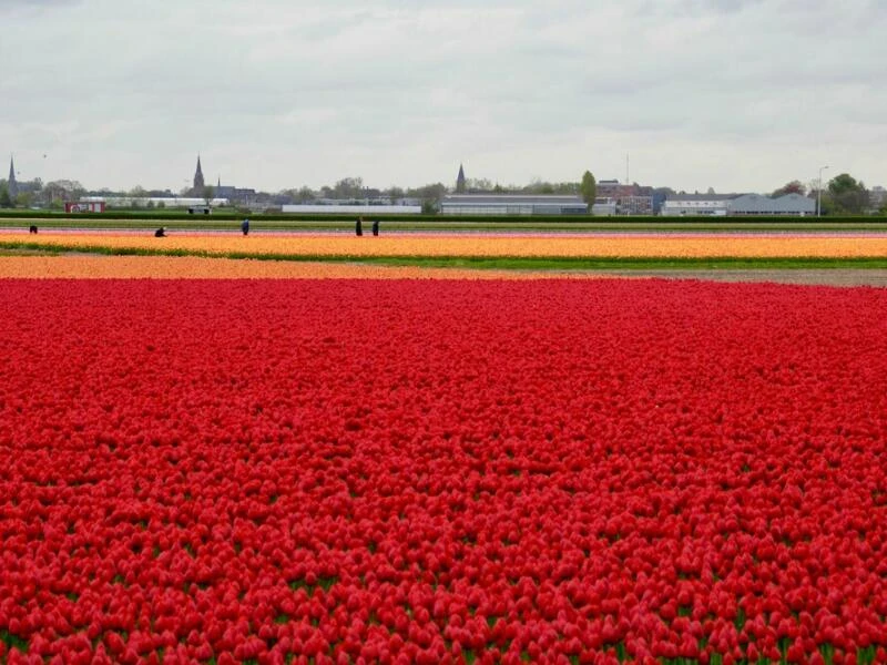 Tulpenfelder bei Lisse in den Niederlanden