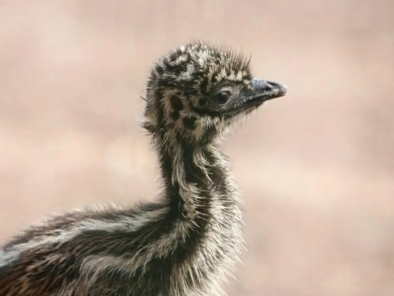 Emu-Küken im Tierpark Chemnitz