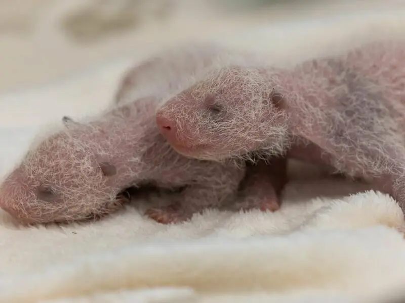 Panda-Zwillinge im Zoo Berlin sind Mädchen