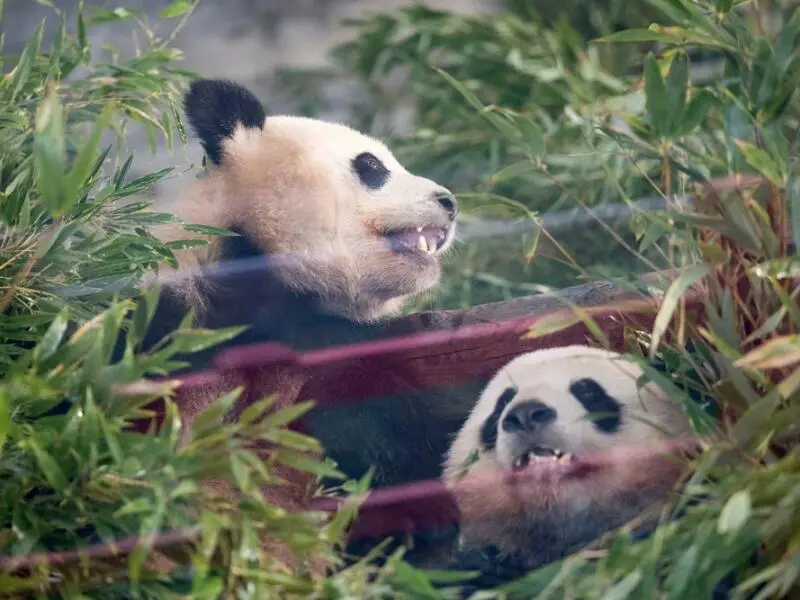 Pandas Pit und Paule verlassen Berlin