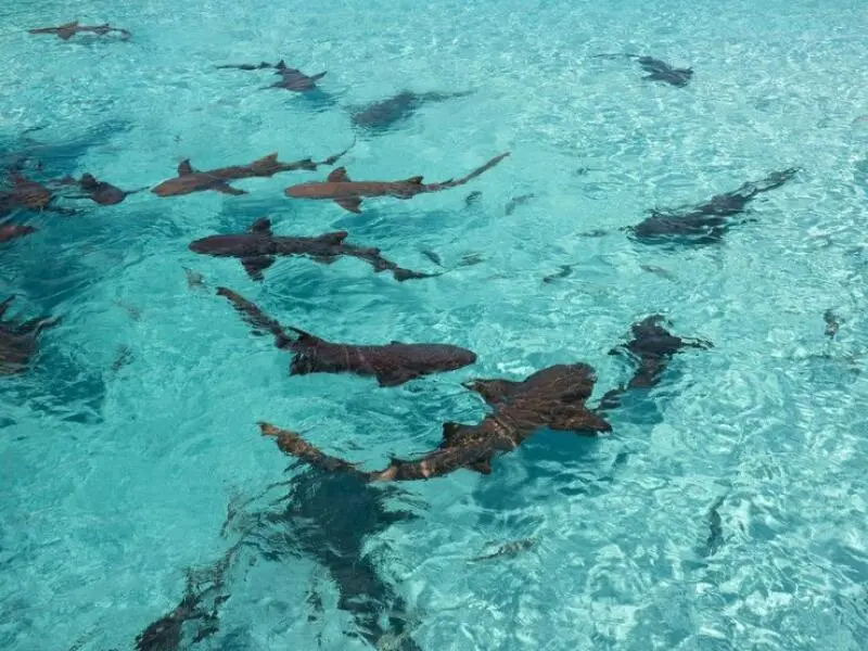 Haie vor der Küste der Bahamas