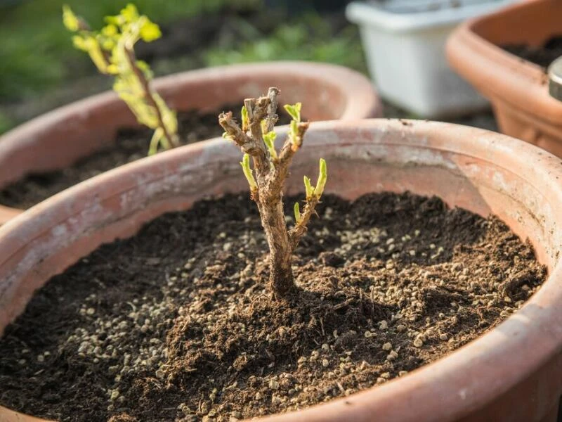 Stachelbeersteckling im Topf