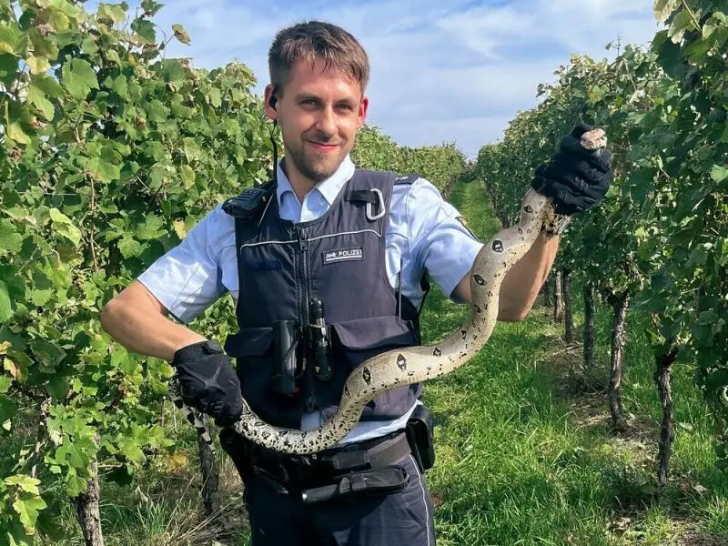 Kaiserboa in den Weinbergen entdeckt