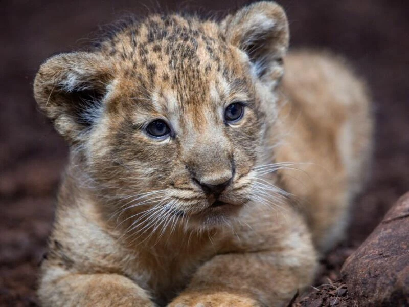 Löwenbaby im Schweriner Zoo