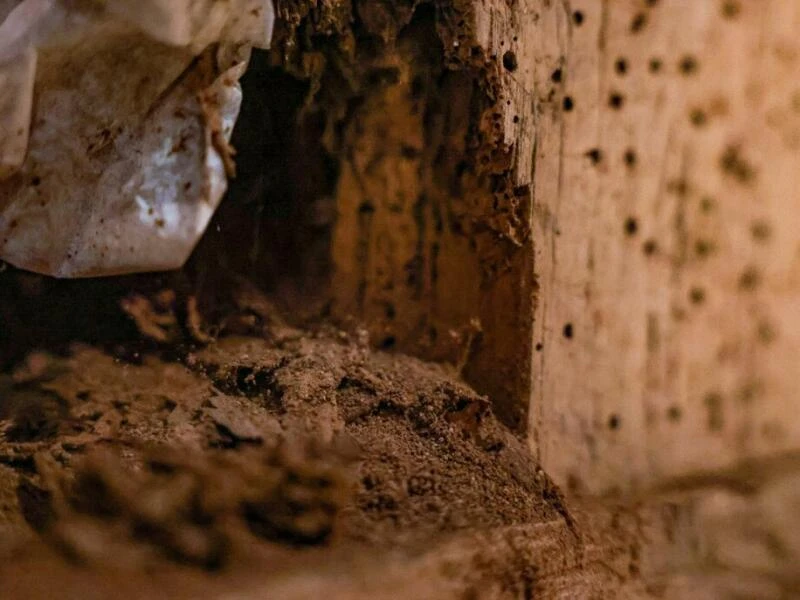 Holzwurm im Freilichtmuseum Kommern