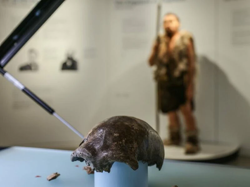 Neandertaler im LVR-LandesMuseum Bonn