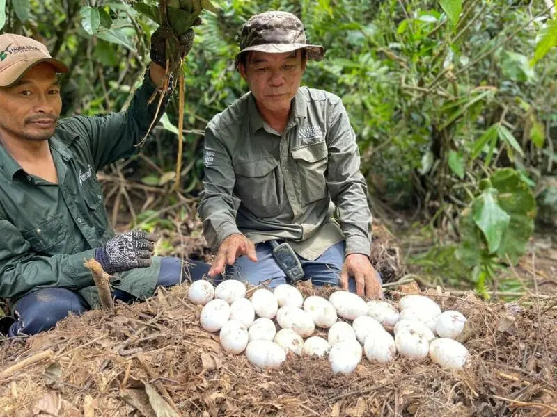 Eier seltener Krokodile in Kambodscha entdeckt