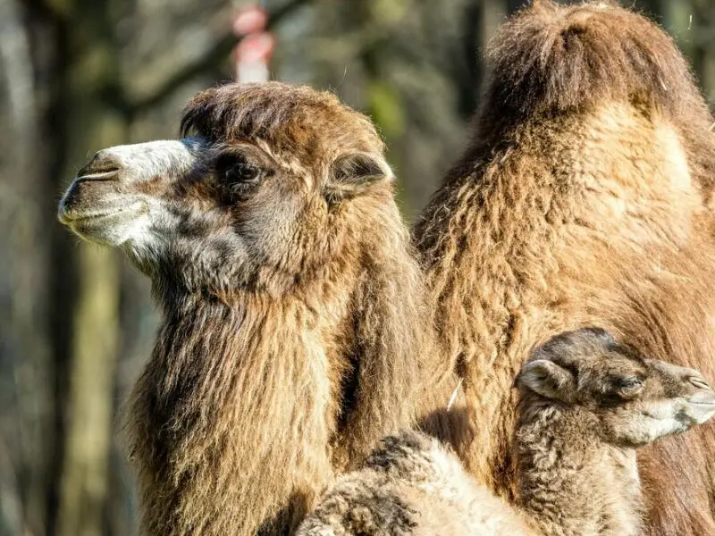 Tierpark Cottbus