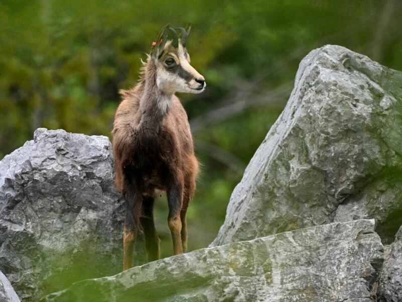 Alpentiere - Gämse