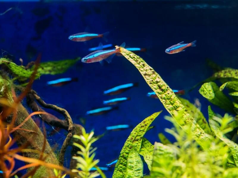 Fische im Aquarium